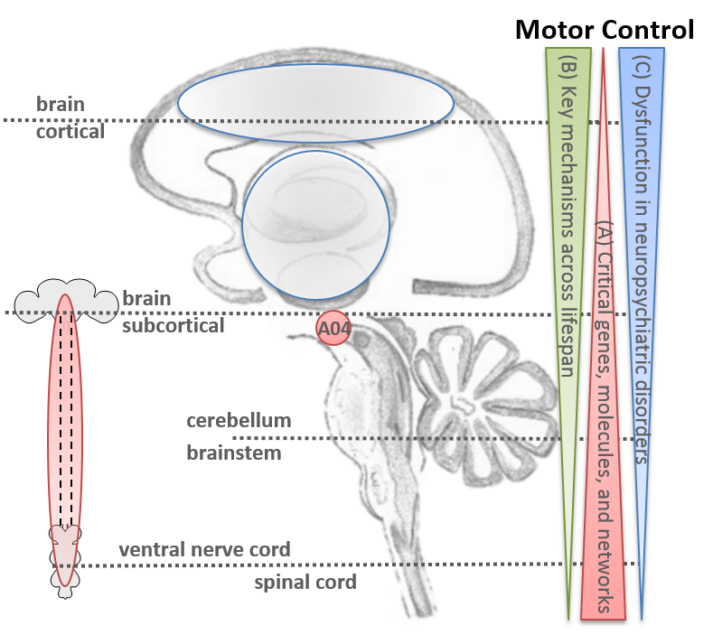 CRC1451_MotorControl_ResearchScheme_A04